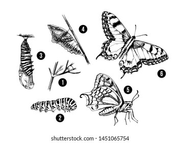 Metamorphosis of the Swallowtail - Papilio machaon - butterfly. 6 studies of changes. Hand drawn vector illustration