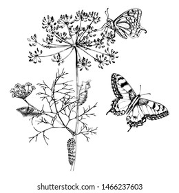 Metamorphose des Schwalbenschwanzes - Papilio-Schmetterling. handgezeichnete Vektorgrafik