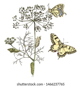 Metamorphosis of the Swallowtail - Papilio machaon - butterfly. Hand drawn colorful vector illustration