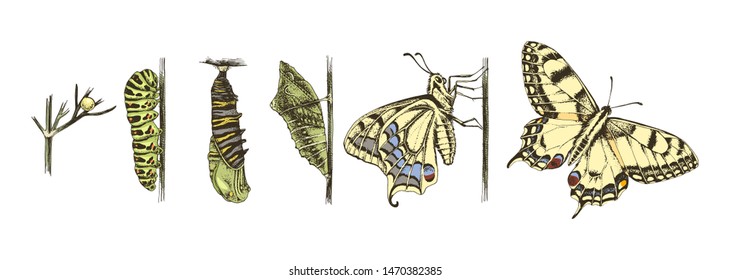 Metamorphose des Schwalbenschwanzes - Papilio-Schmetterling. 6 Studien zu Veränderungen. Handgezeichnet bunte Vektorgrafik