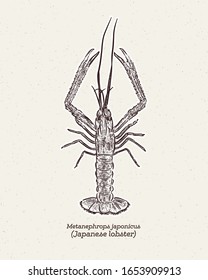 Metanephrops japonicus is a species of lobster found in Japanese waters, hand draw skecth vector.