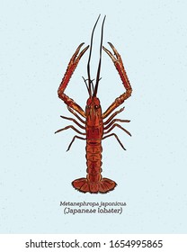 Metanephrops japonicus is a species of lobster found in Japanese waters, hand draw skecth vector.