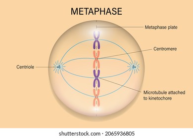 Metaphase. Cell Division. Cell Cycle.