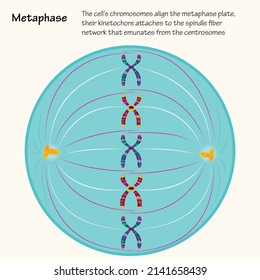 Metaphase: The Dividing Cell During Mitosis