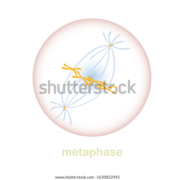 Metaphase Part Of The Mitosis Cell Cycle Scheme Object Isolated For