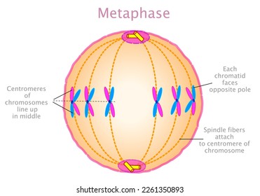 Metaphase-Phase. Stadien der Mitose, Mediografiekarte. Schritt der Mitotischen Zellteilung, Zyklus. Zentromeres des Chromosoms Mitte. Spindelfasern hängen an. Annotiertes Konzept. Biologische Illustrationsvektor