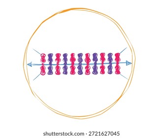 Metaphase Plate Alignment of Chromosomes during Mitosis - Biology Education Graphic