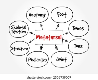 Metatarsal - group of five long bones in the foot, mind map text concept background