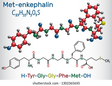 Met-enkephalin molecule. It is endogenous opioid peptide. Structural chemical formula and molecule model. Vector illustration 