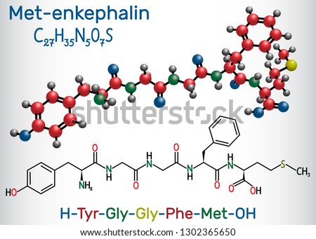 Met-enkephalin molecule. It is endogenous opioid peptide. Structural chemical formula and molecule model. Vector illustration 