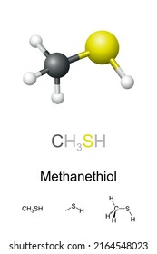 Methanethiol, molecular model and chemical formulas. Also methyl mercaptan, organosulfur compound with distinctive putrid smell. Occurs naturally in blood, brain, feces, and in certain nuts and seeds.