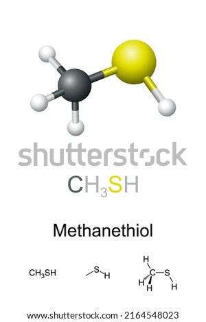 Methanethiol, molecular model and chemical formulas. Also methyl mercaptan, organosulfur compound with distinctive putrid smell. Occurs naturally in blood, brain, feces, and in certain nuts and seeds.
