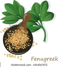 Methi, fenugreek seeds vector illustration on white background. isolated image.