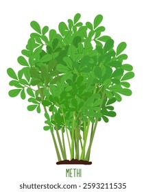 Methi Plant Vector, Green Leaves Plant, Methi Leaves Vector