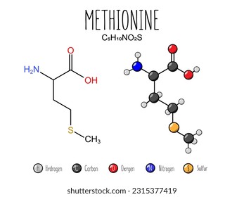 Methionine amino acid representation. Skeletal formula and 2d structure illustration, isolated on white background. Vector editable