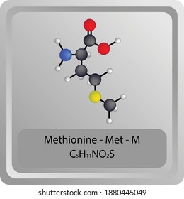 Methionine – Met – M Amino Acid chemical structure. Molecular formula ball and stick model of Methionine Molecule. Biochemistry class, Biological and Chemical vector illustration.
