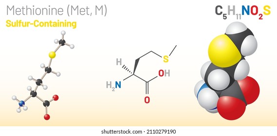 Methionine (Met, M) amino acid molecule. (Chemical formula C5H11NO2S) Used in the biosynthesis of proteins. Ball-and-stick model, space-filling model and skeletal formula. Layered vector illustration