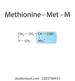 Methionine - Met - M amino acid structure. Skeletal formula with amino group highlighted in blue. Scientific illustration.