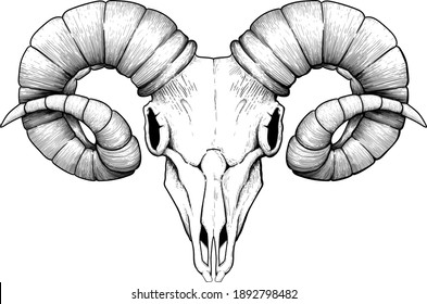 Meticulously traced as an old engraving ominous ram skull white background