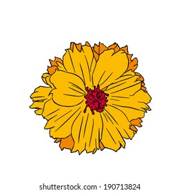 Mexican Aster base color : isolated