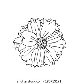 Mexican Aster : coloring book