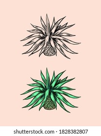 Mexican blue agave Plant. Ingredient for making tequila. Hand Drawn engraved sketch for t-shirt.