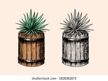 Mexican blue agave Plant and Wooden barrel. Ingredient for making tequila. Hand Drawn engraved sketch for t-shirt.