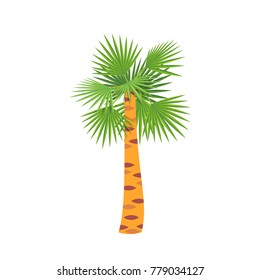 Mexican fan palm tree, symbol to warm country. Holiday, vacation, travel and trip to country Mexico, familiarity with the traditions, culture, sights, environment. Vector illustration isolated.