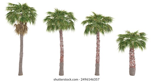 Mexican Fan palm trees isolated on white background, tropical trees isolated used for architecture