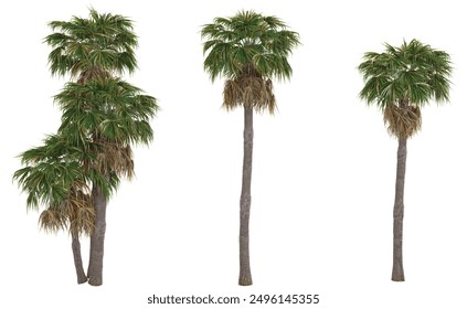 Mexican Fan palm trees and shrubs in summer isolated on white background. Forestscape. High quality clipping mask. Forest and green foliage