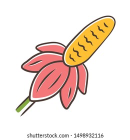 Mexican hat wild flower color icon. Upright prairie coneflower. Ratibida columnifera plant. Blooming wildflower. Spring blossom. Isolated vector illustration