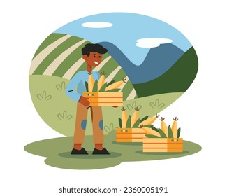 Mexican male holding box with corn. Work on plantation concept. Corn cultivation concept. Flat vector illustration in cartoon style in green and yellow colors