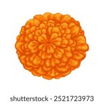 Mexican marigold cempasuchil flower. Isolated cartoon vector tagetes blossom bud with orange petals, symbol of cultural celebrations and festive occasions of Mexico, Day of the dead and Muertos event