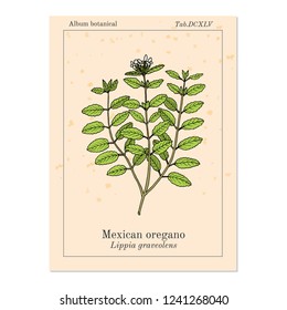 Mexican oregano (Lippia graveolens), medicinal plant. Hand drawn botanical vector illustration