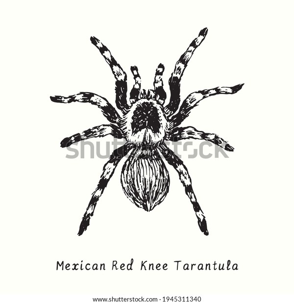Mexican redknee tarantula\
(Brachypelma hamorii). Ink black and white doodle drawing in\
woodcut style. 