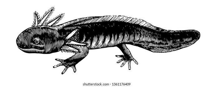 It is a Mexican salamander, a walking fish having three ears on both sides, streamlined body and pink feathery grills vintage line drawing.