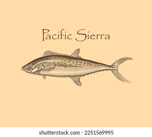 Mexican sierra Fish illustration with details and highlights in engraving style.