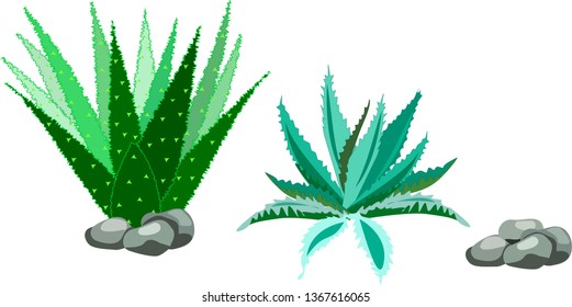  Mexican symbol. Vector banner  cactus isolated on white background.