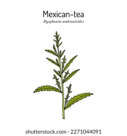 Mexican tea, or Epazote (Dysphania ambrosioides), culinary and medicinal plant. Hand drawn vector botanical illustration