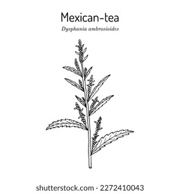 Mexican tea, or Epazote (Dysphania ambrosioides), culinary and medicinal plant. Hand drawn vector botanical illustration