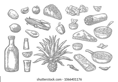 Mexican traditional food and drink set. Tequila, Guacamole, Quesadilla, Enchilada, Burrito, Tacos, Nachos, chili con carne with ingredient. Vector vintage black engraving isolated on white background