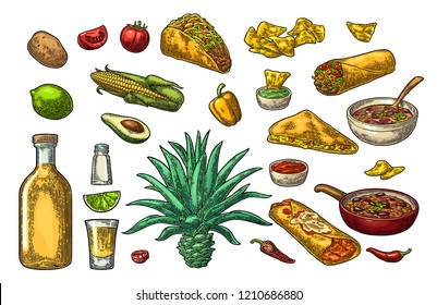 Mexican traditional food and drink set. Tequila, Guacamole, Quesadilla, Enchilada, Burrito, Tacos, Nachos, chili con carne with ingredient. Vector vintage color engraving isolated on white