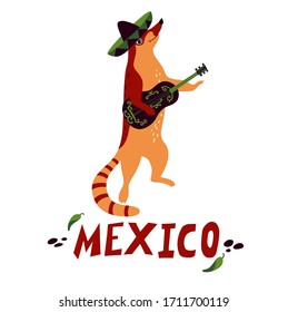 Mexico, cute coati animal, racoon