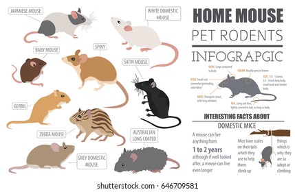 Mice Breeds Icon Set Flat Style Isolated On White. Mouse Rodents Collection. Create Own Infographic About Pets. Vector Illustration