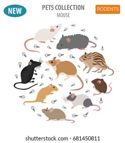 Mice breeds icon set flat style isolated on white. Mouse rodents collection. Create own infographic about pets. Vector illustration