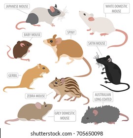 Mice breeds icon set flat style isolated on white. Mouse rodents collection. Create own infographic about pets. Vector illustration