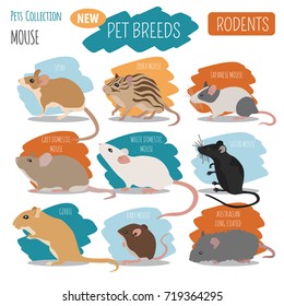 Mice breeds icon set flat style isolated on white. Mouse rodents collection. Create own infographic about pets. Vector illustration