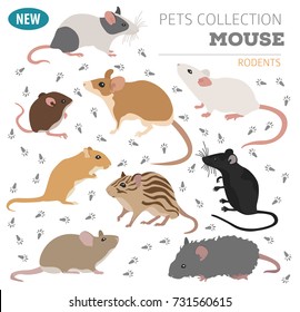 Mice breeds icon set flat style isolated on white. Mouse rodents collection. Create own infographic about pets. Vector illustration