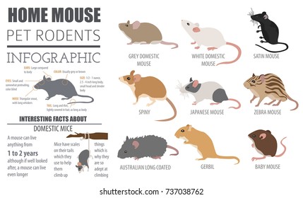 Mice breeds icon set flat style isolated on white. Mouse rodents collection. Create own infographic about pets. Vector illustration