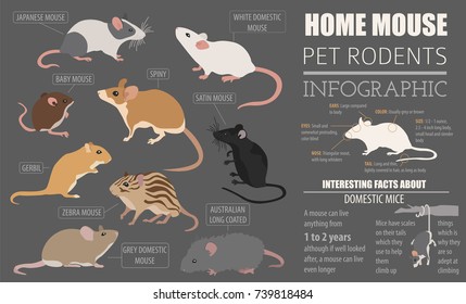 Mice breeds icon set flat style isolated on white. Mouse rodents collection. Create own infographic about pets. Vector illustration